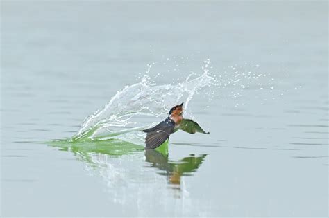 燕子點水